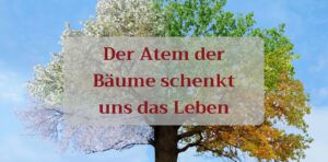 Read more about the article Der Atem der Bäume schenkt uns das Leben