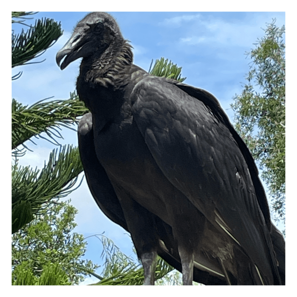 Beeindruckende Vögel