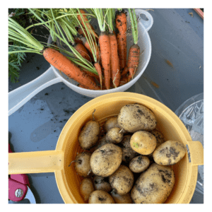 Meine Ernte, Kartoffeln und Möhren