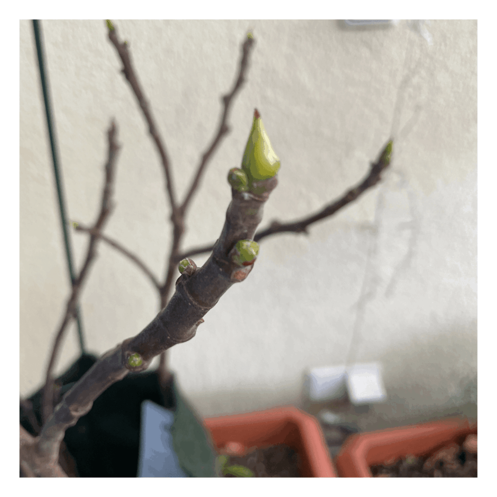 Die Feige wird lebendig. Ich wusste gar nicht, dass bei Feigen die Früchte vor den Blättern wachsen.