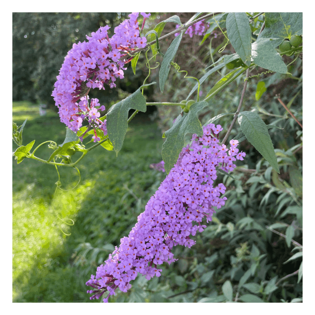 Sommerliche Grüße